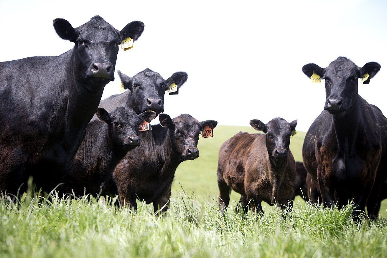 AngusPRO bulls selected for Across-Breed Beef Progeny Test • AngusPRO
