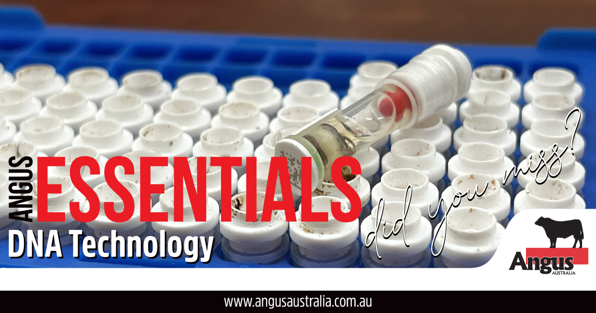 Angus ESSENTIALS - Utilising genomics in an Angus breeding programme ...