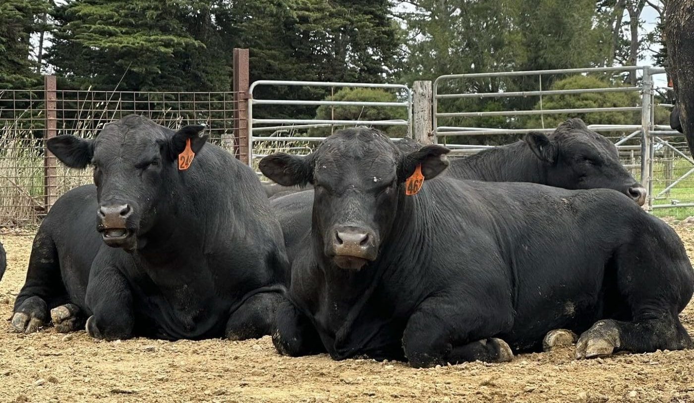 Weekly genetics review: Discovering your next bull, the value of ...