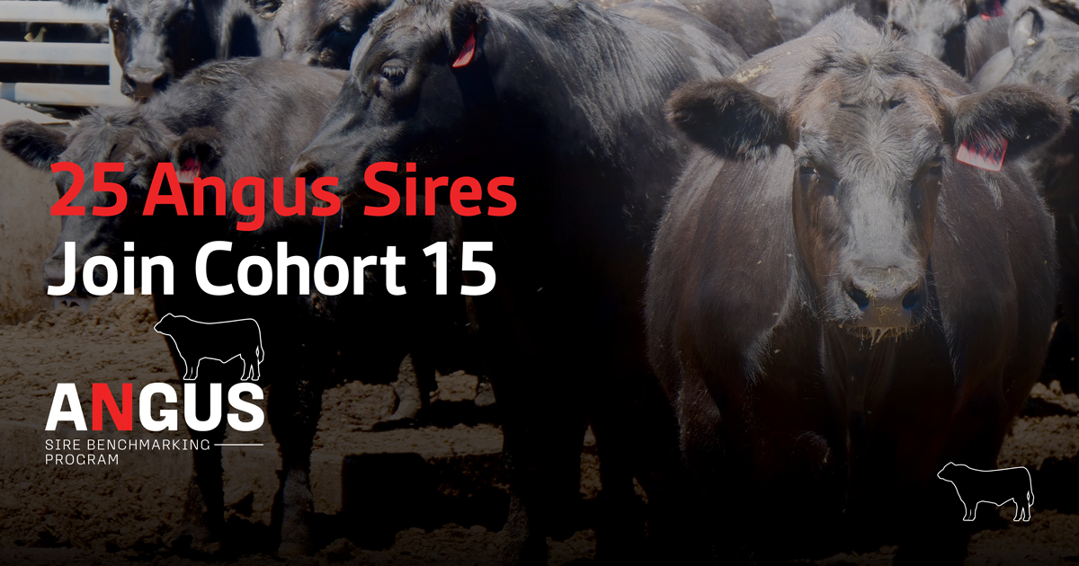 Three AngusPRO sires join Cohort 15 of Angus Sire Benchmarking ...