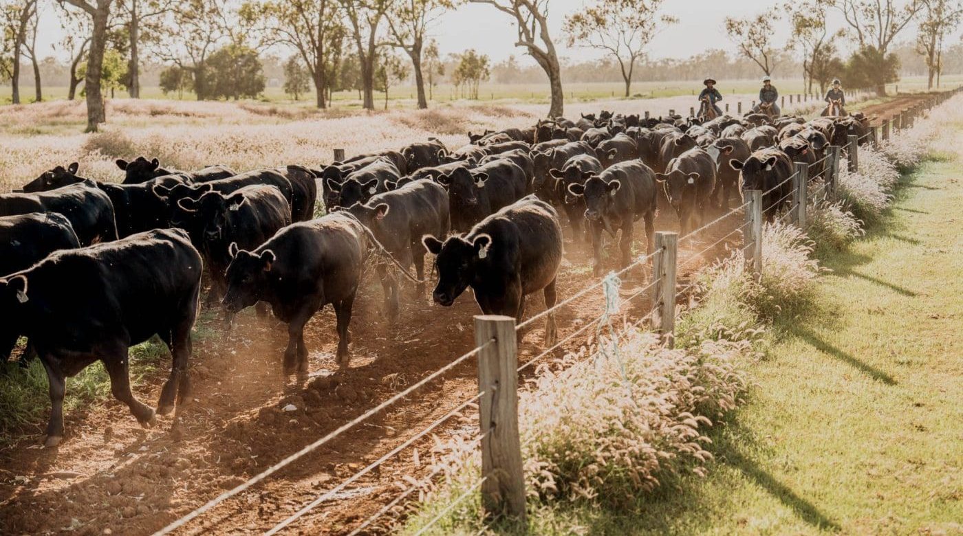 Trends to be aware of in commercial cattle breeding • AngusPRO